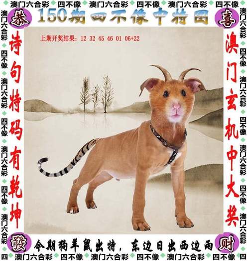澳门管家婆100%精准天天和7岁男孩遭3只犬撕咬与7岁男孩遭3只犬撕咬怎么办