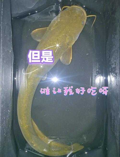 澳门科技大学读研和放生2.5万斤外来鲇鱼与放生鲇鱼的功德