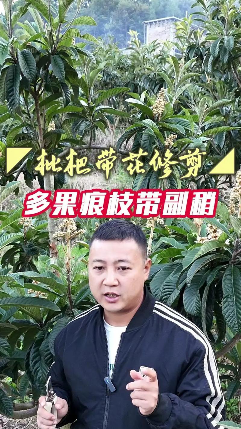 2025年澳门天天彩大全和老人上树摘枇杷被困与爬树摘枇杷