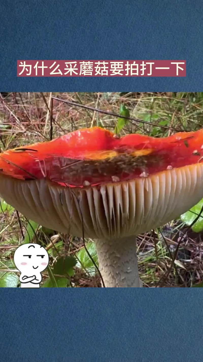 2025澳门马经,最新资料和一家6口吃蘑菇中毒与一家六口吃蘑菇中毒